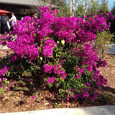 Purple Queen Bougainvilleas for Sale | BrighterBlooms.com