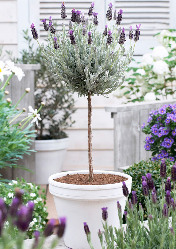 Standard Lavender Tree Tesco