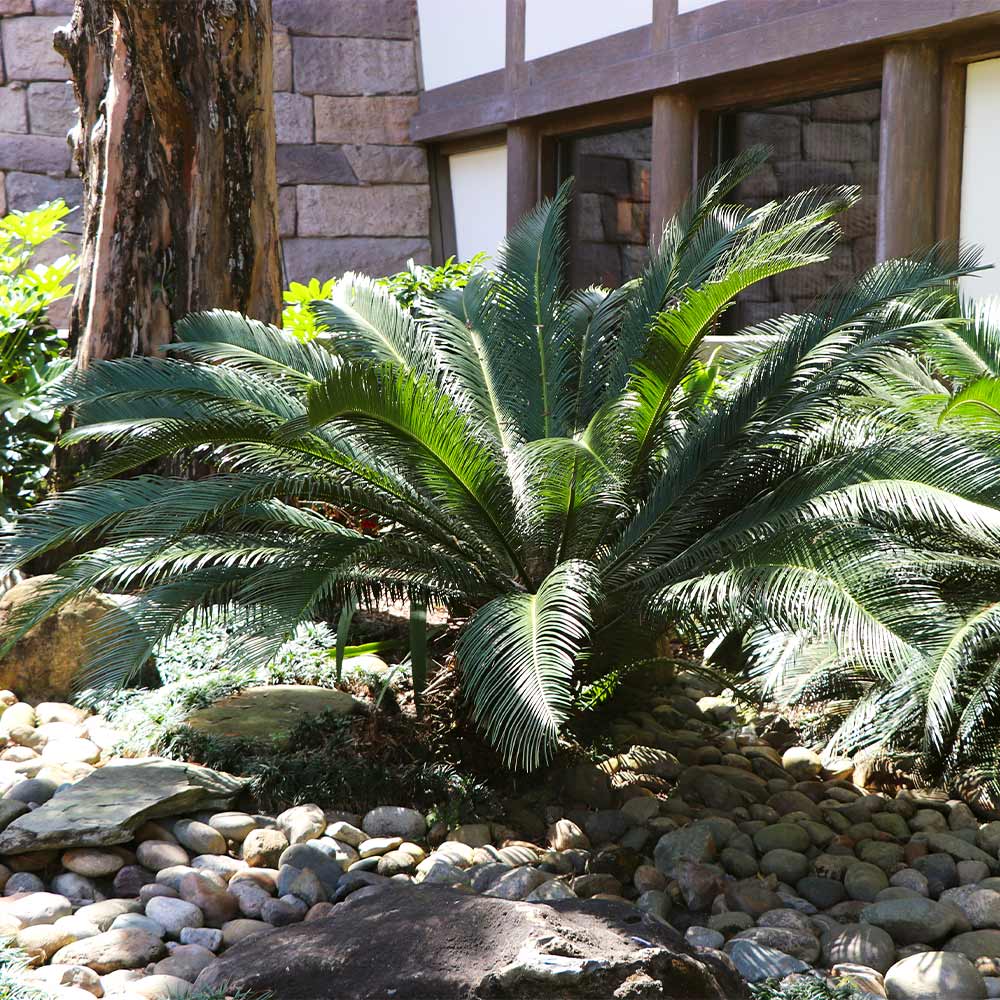 Sago Palm Trees for Sale 