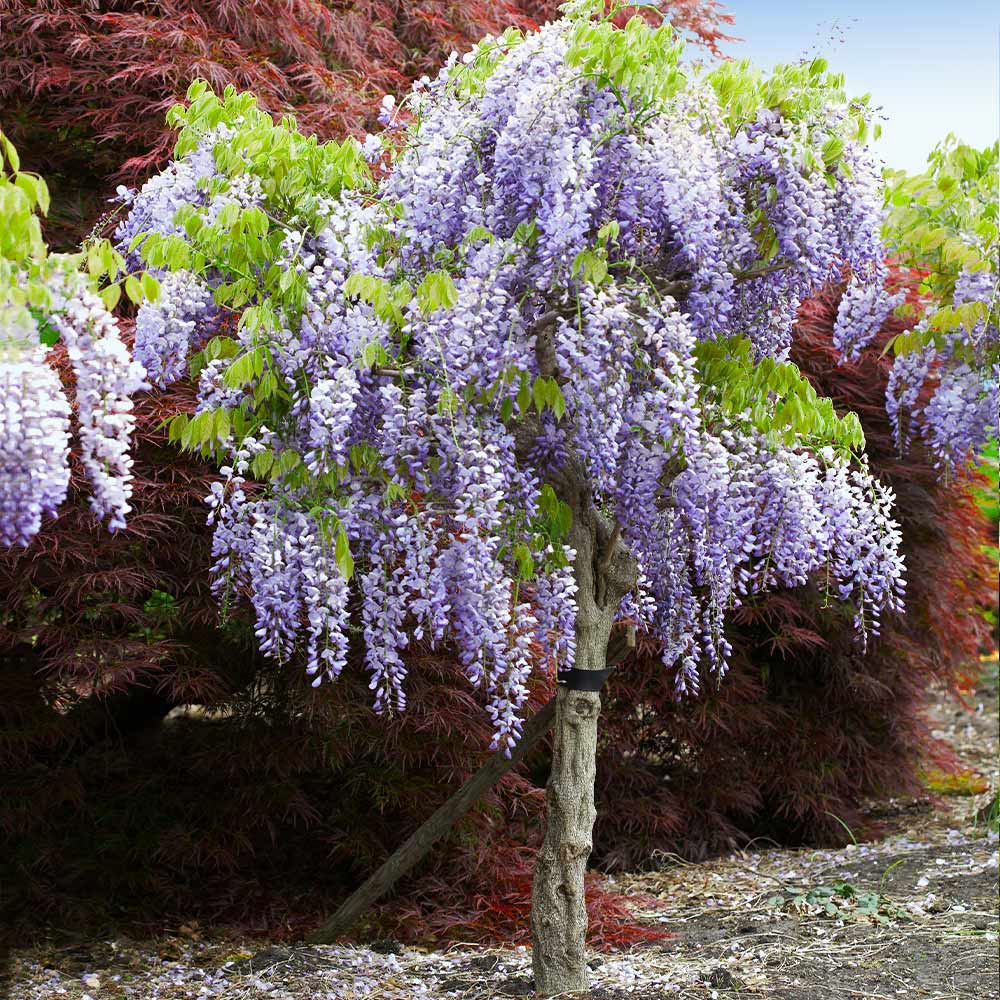 purple tree bush