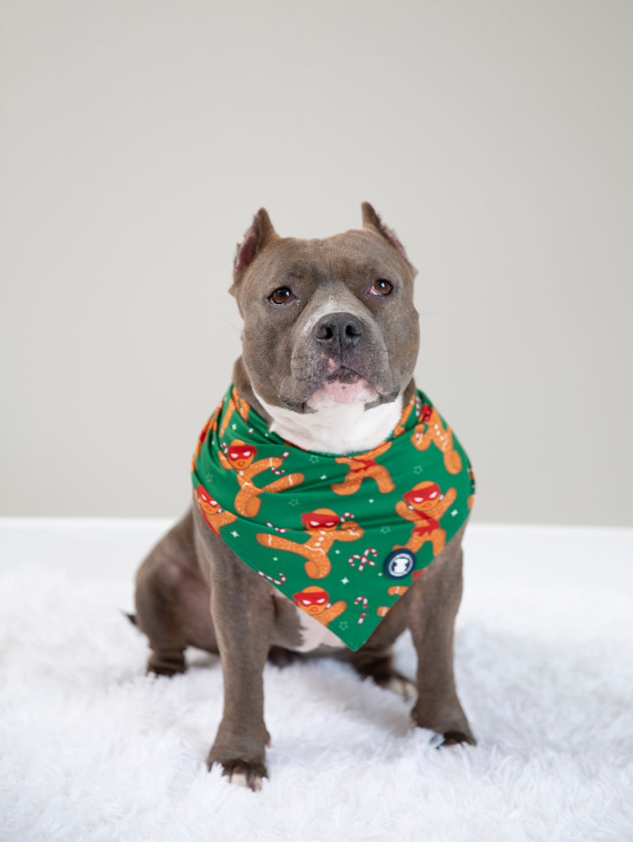 pitbull dog clothing