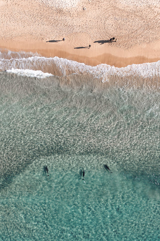 Dolphins on shore at Bondi