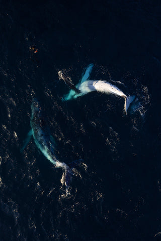 Whales play with photographer at Bondi