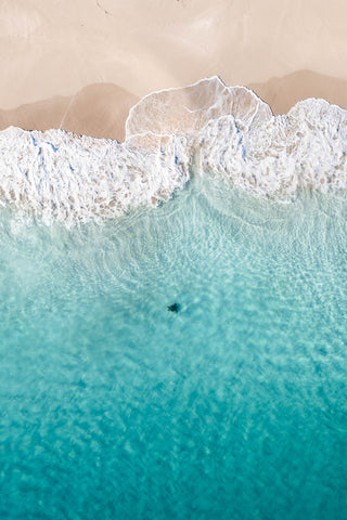 Turtle on the shores of Coral Bay