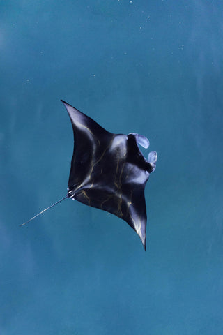 Manta ray cruising
