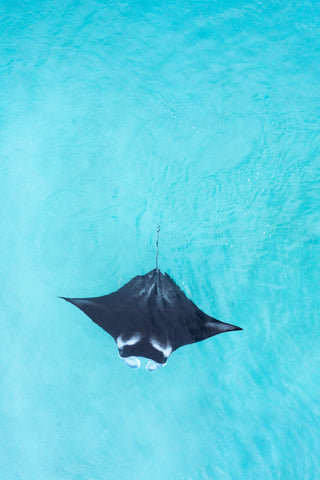 Manta ray in turquoise water