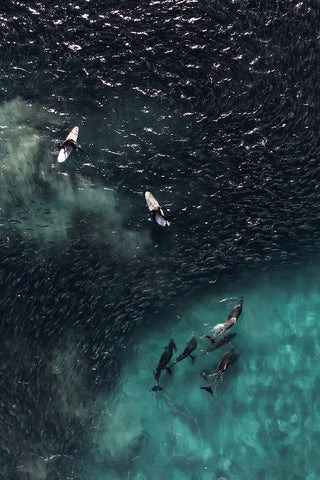 Dolphin hunt salmon amongst surfers