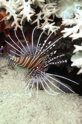 Lion Fish under coral in the Solomon Islands