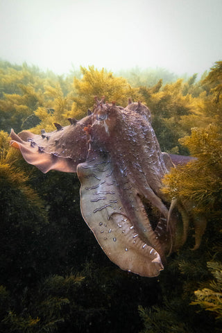 Cuttlefish at Point Lowly