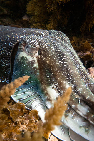 Giant Cuttlefish amongst seaweed in Whyalla