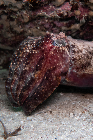 Camouflaged cuttlefish under a rock