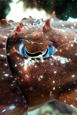 Close up of a cuttlefish eye