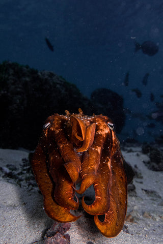 Cuttlefish glowing tomato red