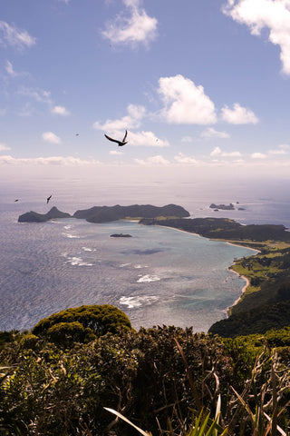 Bird flies high above Lord Howe Island