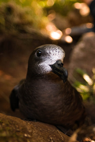 A Providence Petrel in the shade of Mt Gower on Lord Howe Island