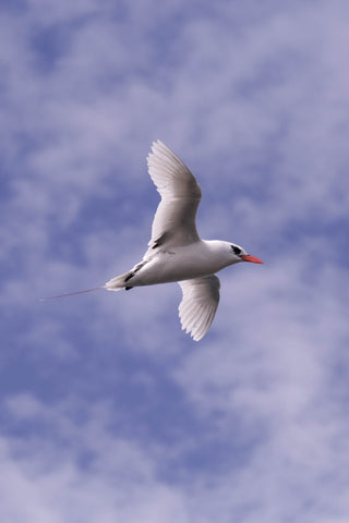 Red-tailed Tropic Bird in the skies off Lord Howe Island