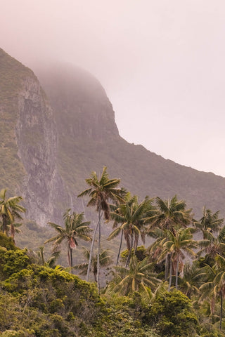 Palm trees in front a foggy Mt Gower in Lord Howe Island