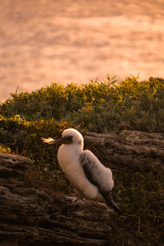 Masked Booby on Lord Howe Island cliffs