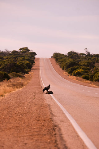 Wedge-tailed eagle feasts on dead wombat by roadside