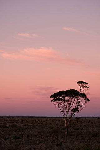 Dawn on the Nullarbor plain