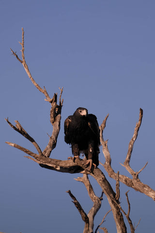 Wedge-tailed eagle nested in a tree