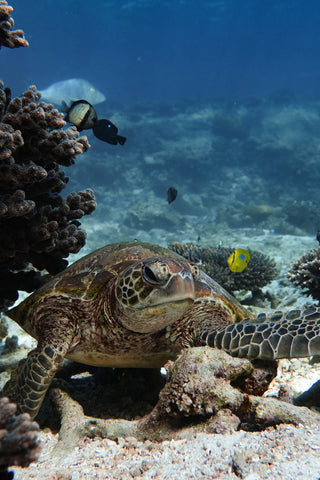 Turtle sleeping under coral
