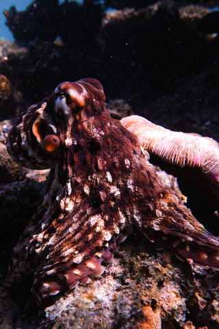 Octopus on the reef