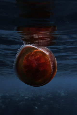 Red jellyfish floats at the surface