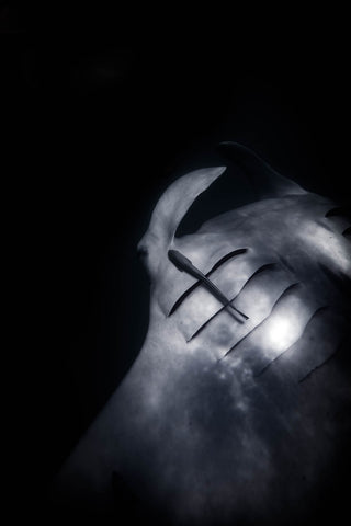 Black and white photo of remora clinging to manta ray