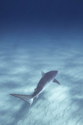 Swimming with tiger shark in Ningaloo Reef
