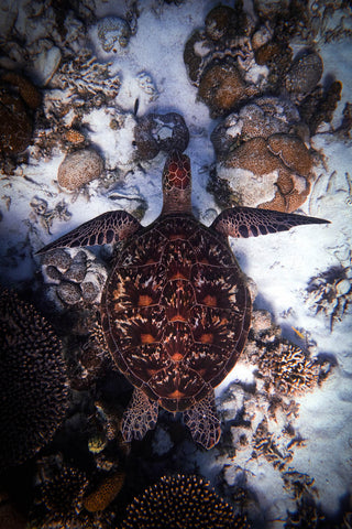 Beautiful turtle shell swimming below
