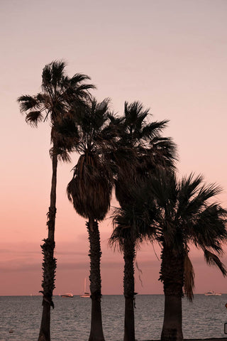 Palm trees in Shark Bay town