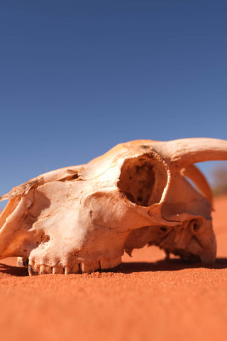 Skull of a goat on the red sands of Shark Bay