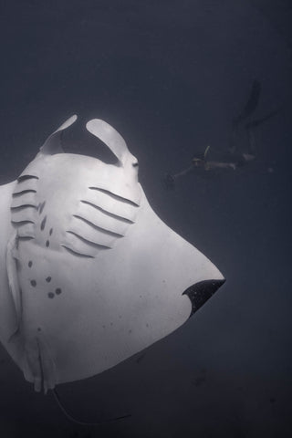 Manta ray exposes gill plates when rolling