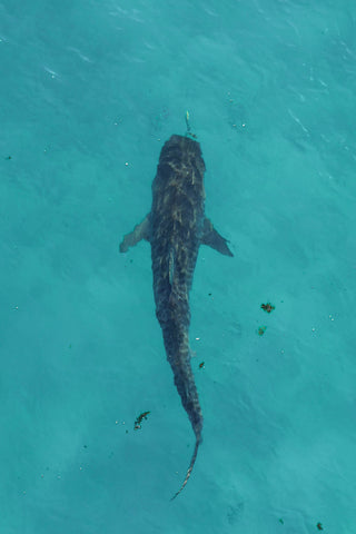Tiger Shark photo from drone