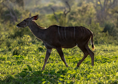 Backlit kudu