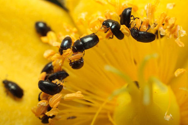 Pollen Beetle