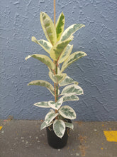 Load image into Gallery viewer, Ficus Tineke 23cm
