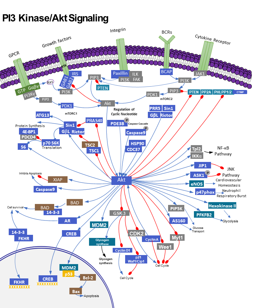 PI3K /AKT Signalling pathway and Human Diseases