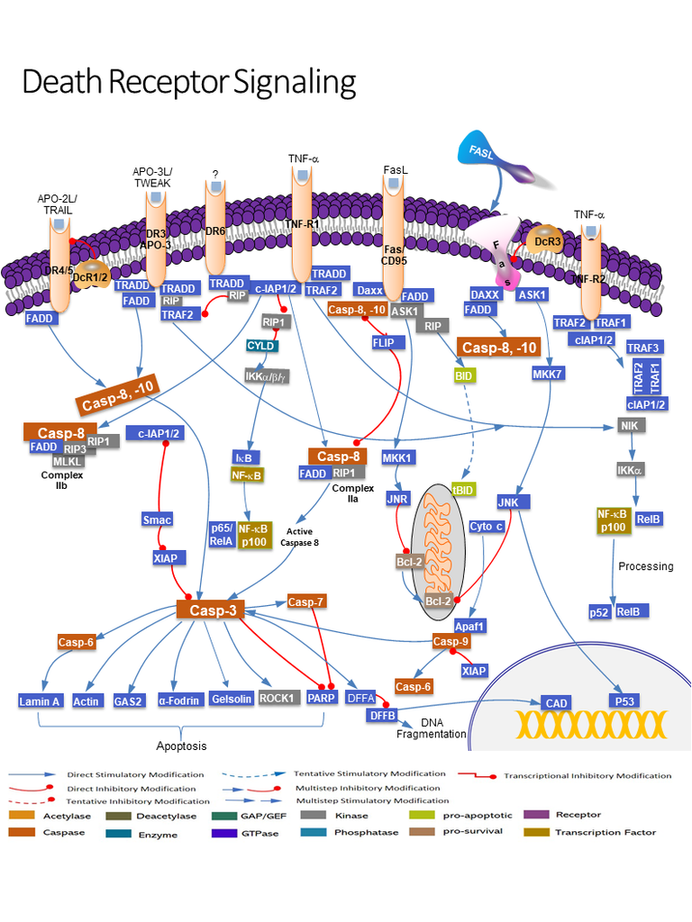 The TNF Pathway