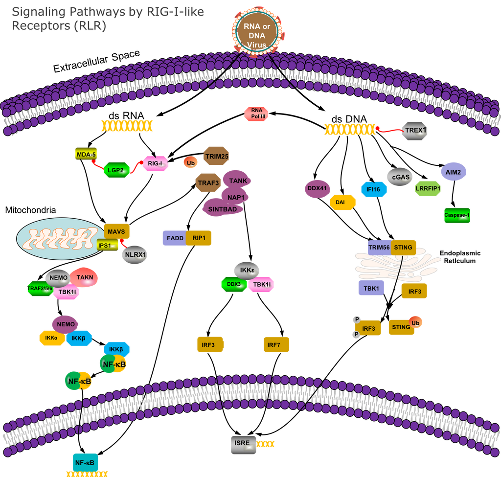 RIG-I-like receptor signaling pathway