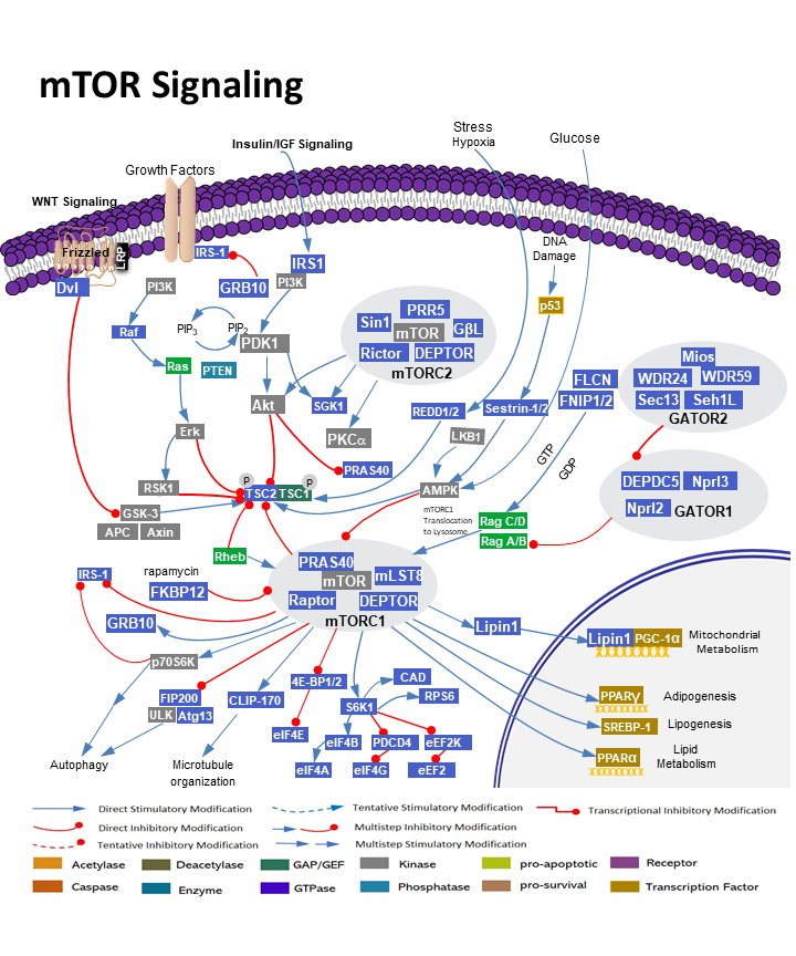 mTOR Pathway Regulates Cell Growth and Proliferation