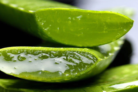 Cross section of an aloe vera leaf, for AutoBrush