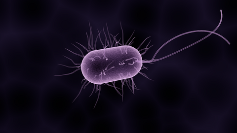 A generic image of a bacteria, for AutoBrush