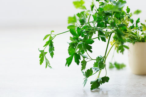 Parsley planted on a white pot with white background, for AutoBrush