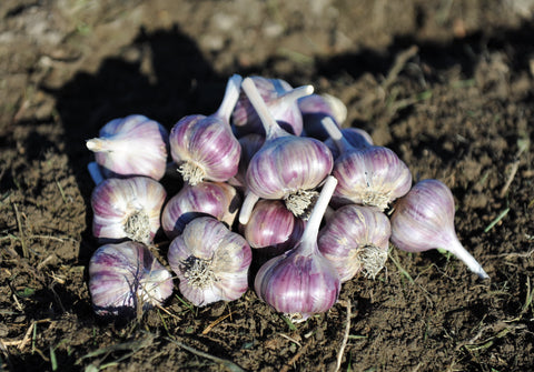 Garlic (Fresh/Green and Cured) – Catenafarm