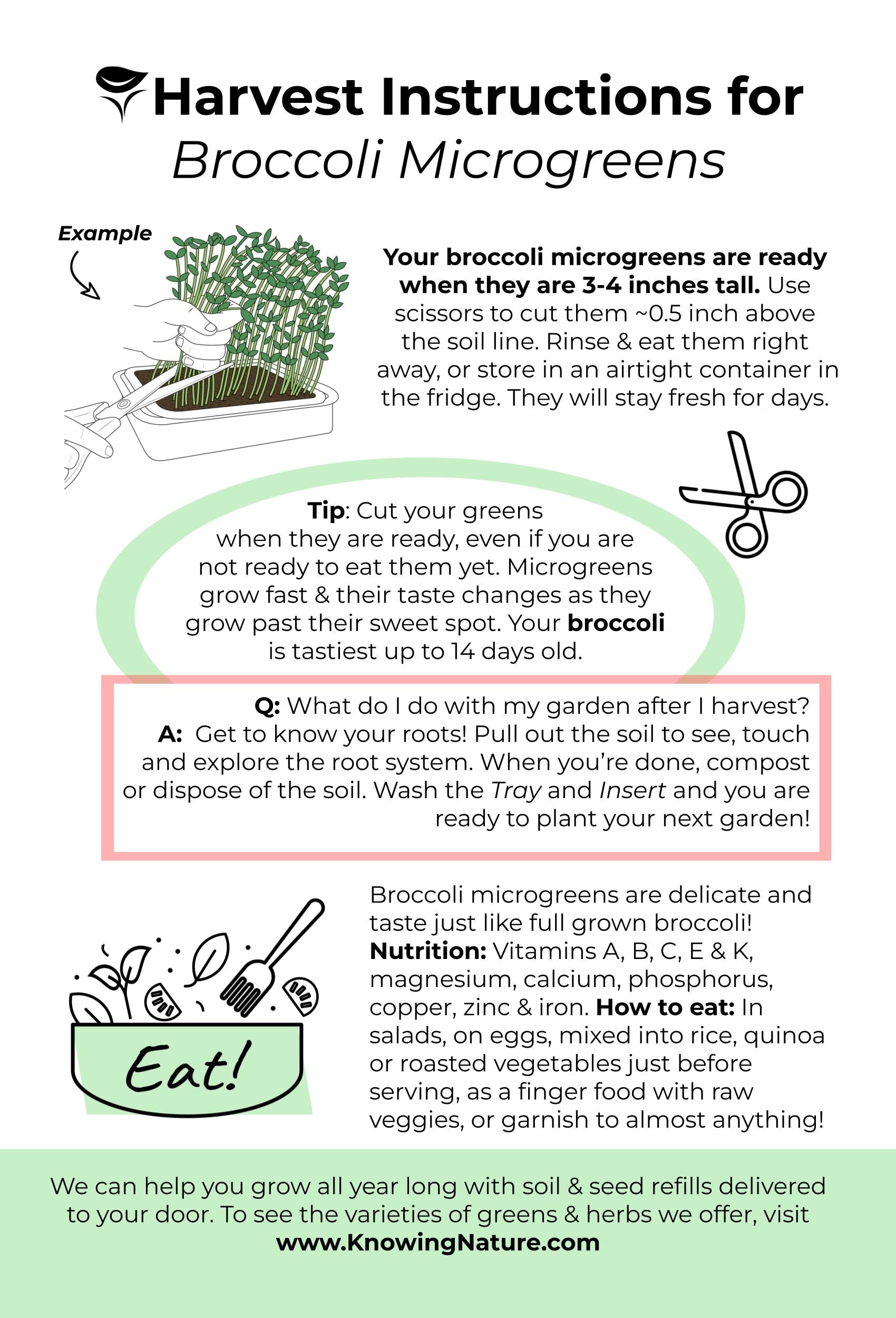 Harvesting Broccoli Microgreens