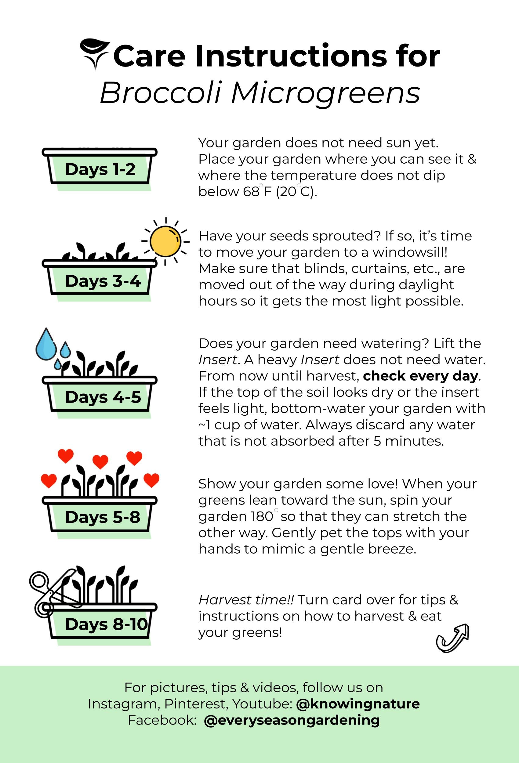 How to Grow Broccoli Microgreens