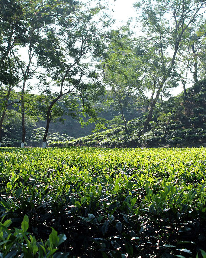 Assam tea plantation