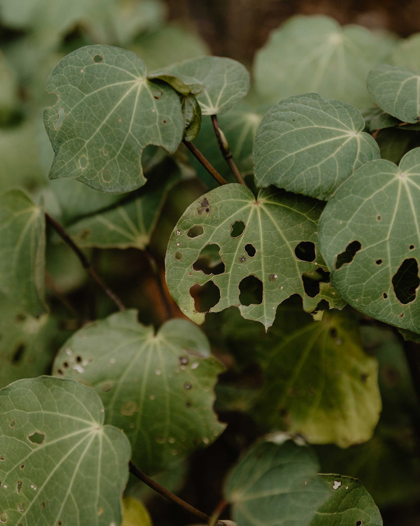 Kawakawa